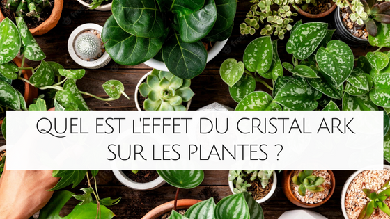 Quel est l'effet du cristal ARK sur les plantes ?